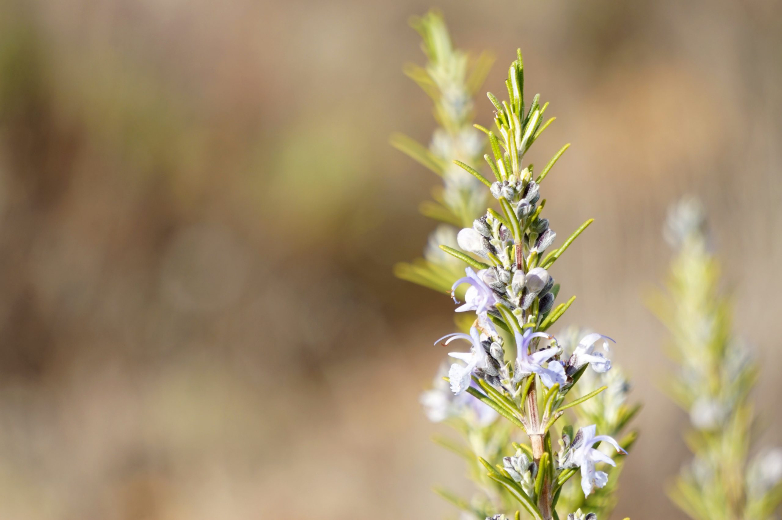 rosemary-1888852