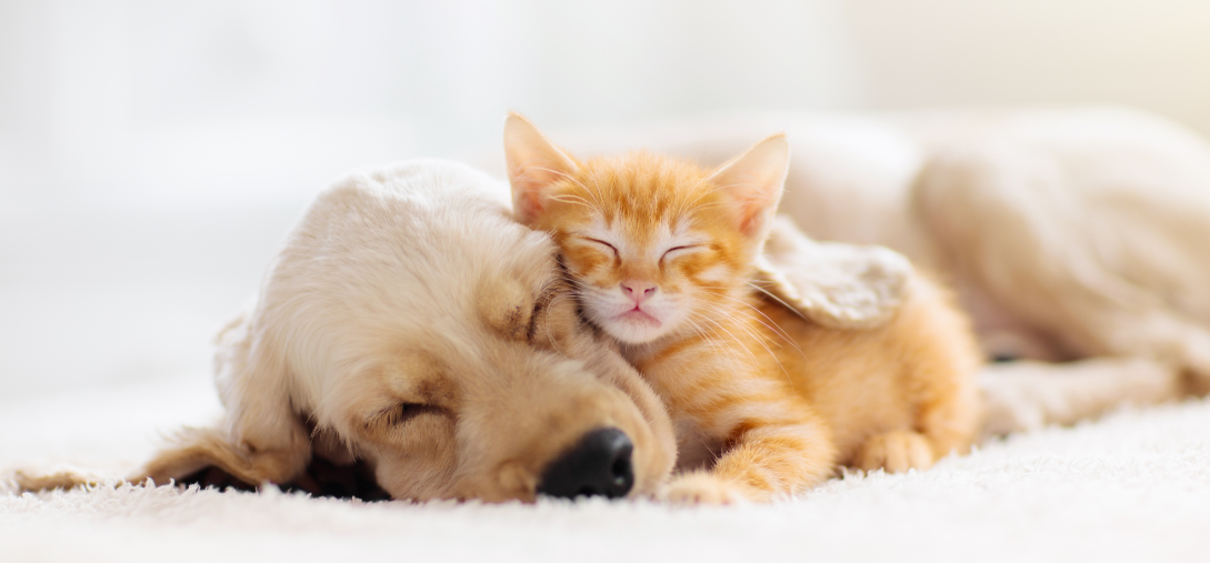 dog_and_kitten_sleeping_shutterstock_ Pet Food Supplement - Beneo 2