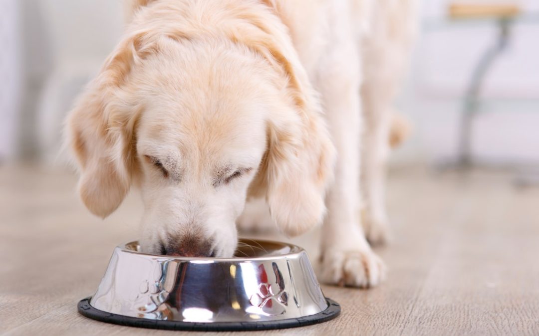 The Pandemic Increases Demand for Healthy Pet Foods