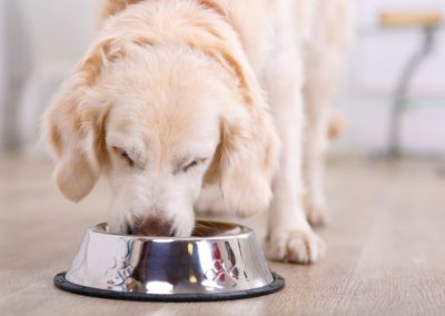 The Pandemic Increases Demand for Healthy Pet Foods