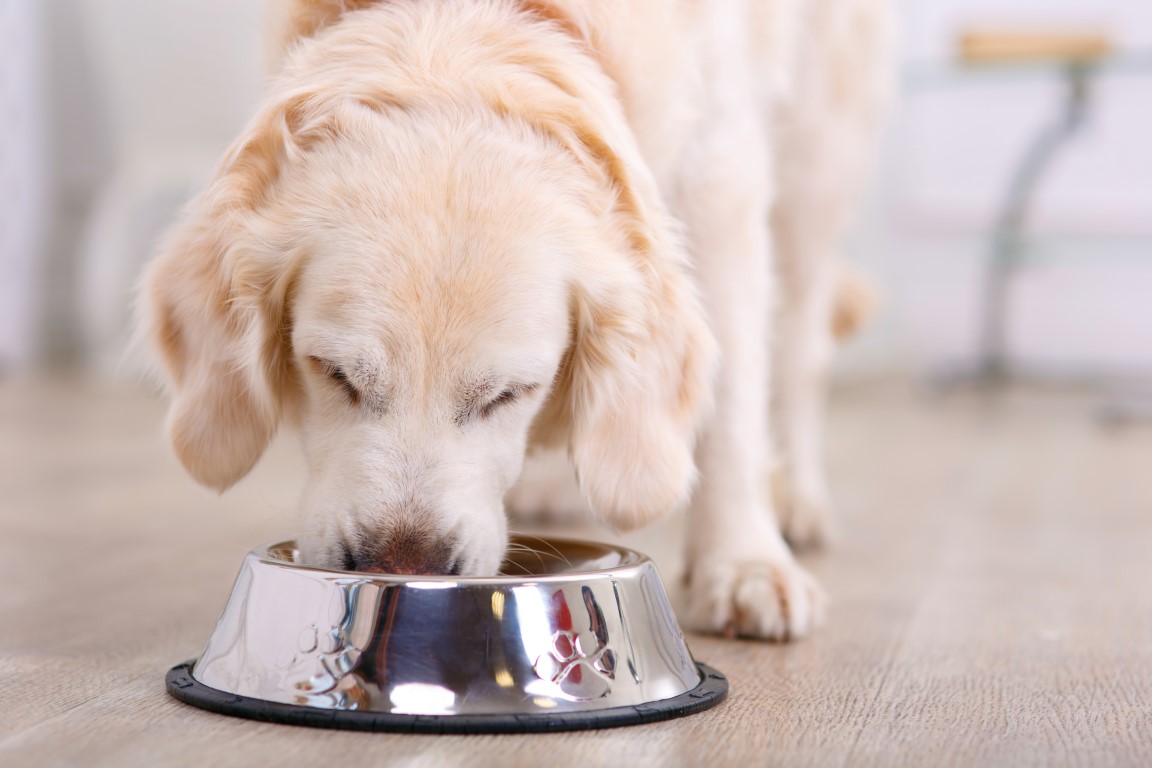 Pet Food Supplement - Beneo