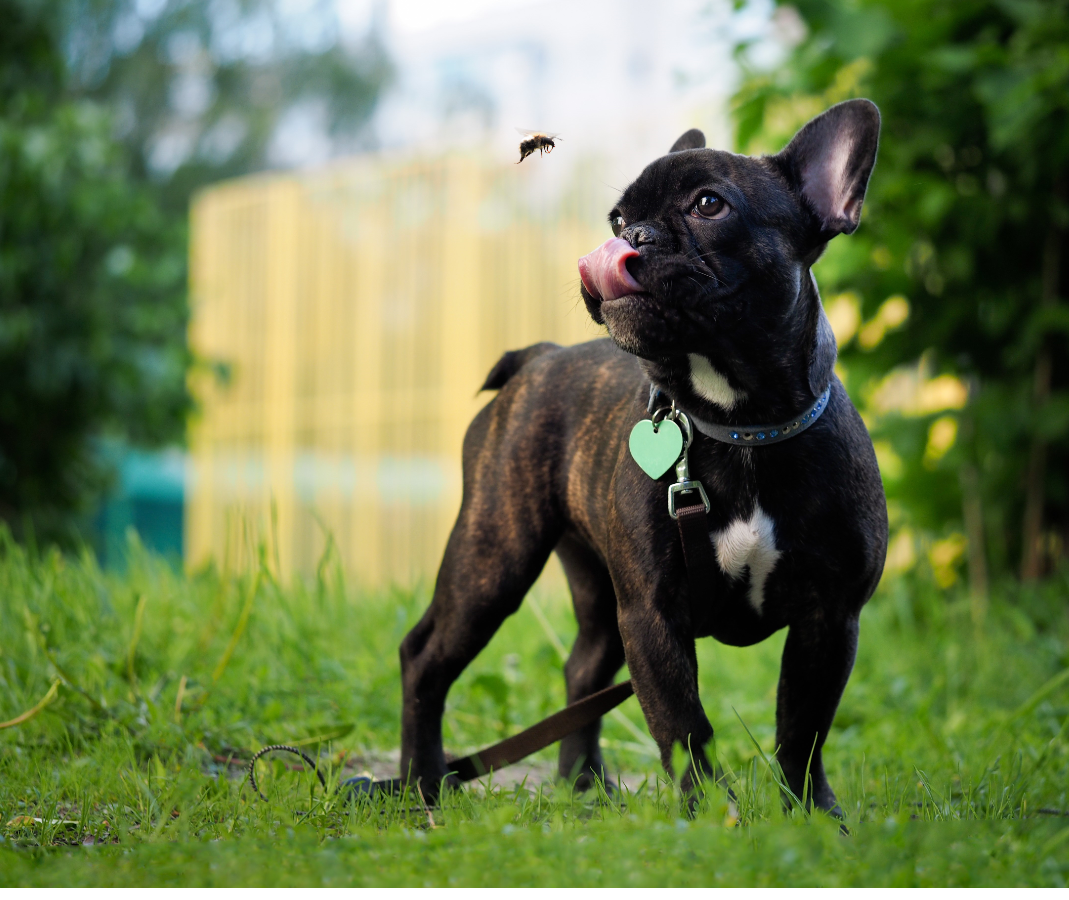Pet Food Supplement | Barentz Dog and Insect