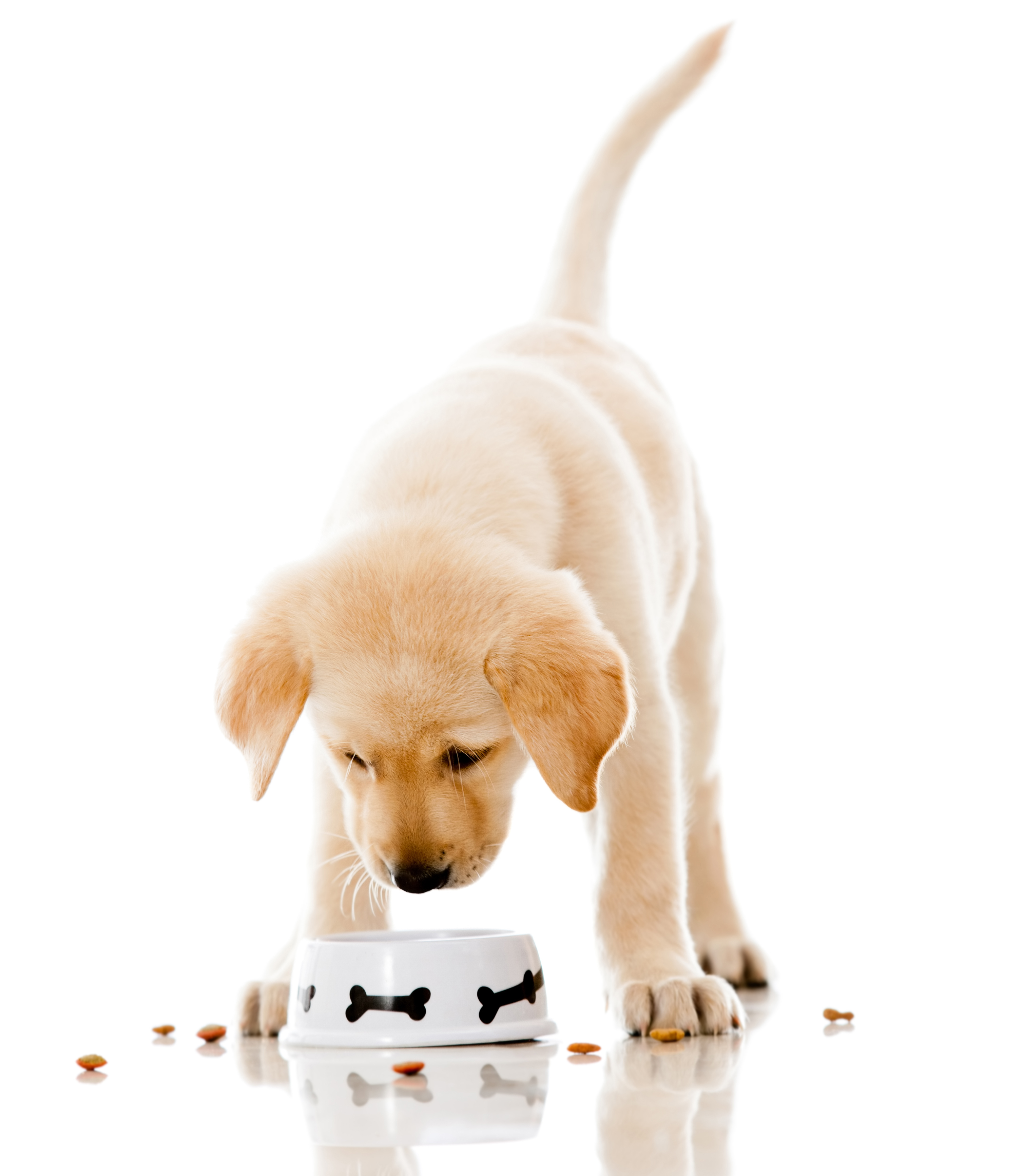 Keep the Probiotic Alive