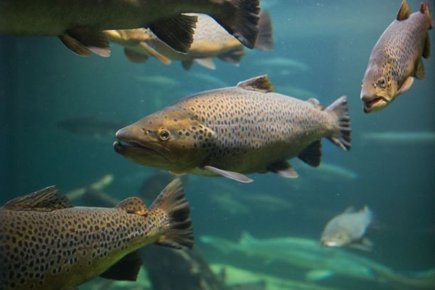Pet Food Supplement | MiAlgae Fish Pet Food Supplement | MiAlgae Fish