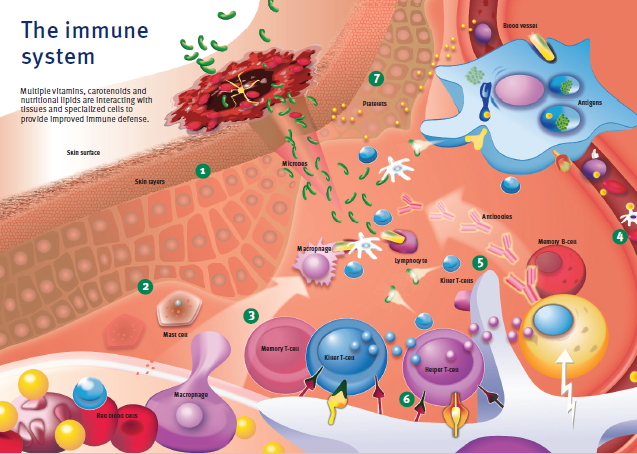 Pet Food Supplement Magazine | DSM | Figure 1: A schematic overview of the functioning of the immune system Pet Food Supplement Magazine | DSM | Figure 1: A schematic overview of the functioning of the immune system