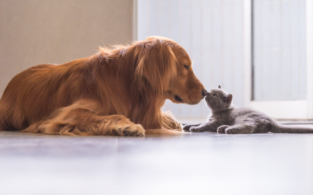 The role of vitamins in the immune system of cats and dogs