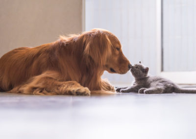 The role of vitamins in the immune system of cats and dogs