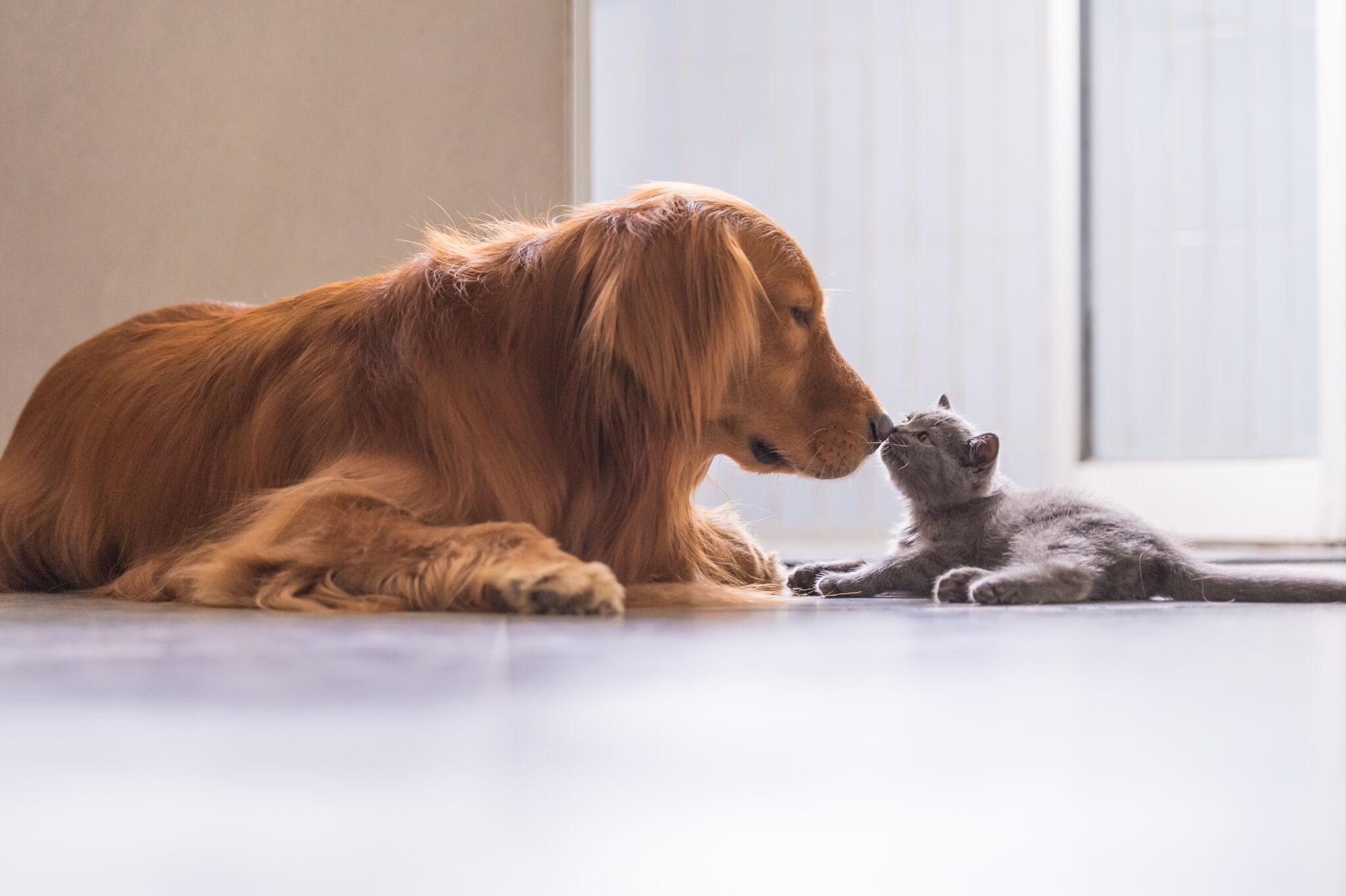 Pet Food Supplement Magazine | DSM | Dog and Kitten