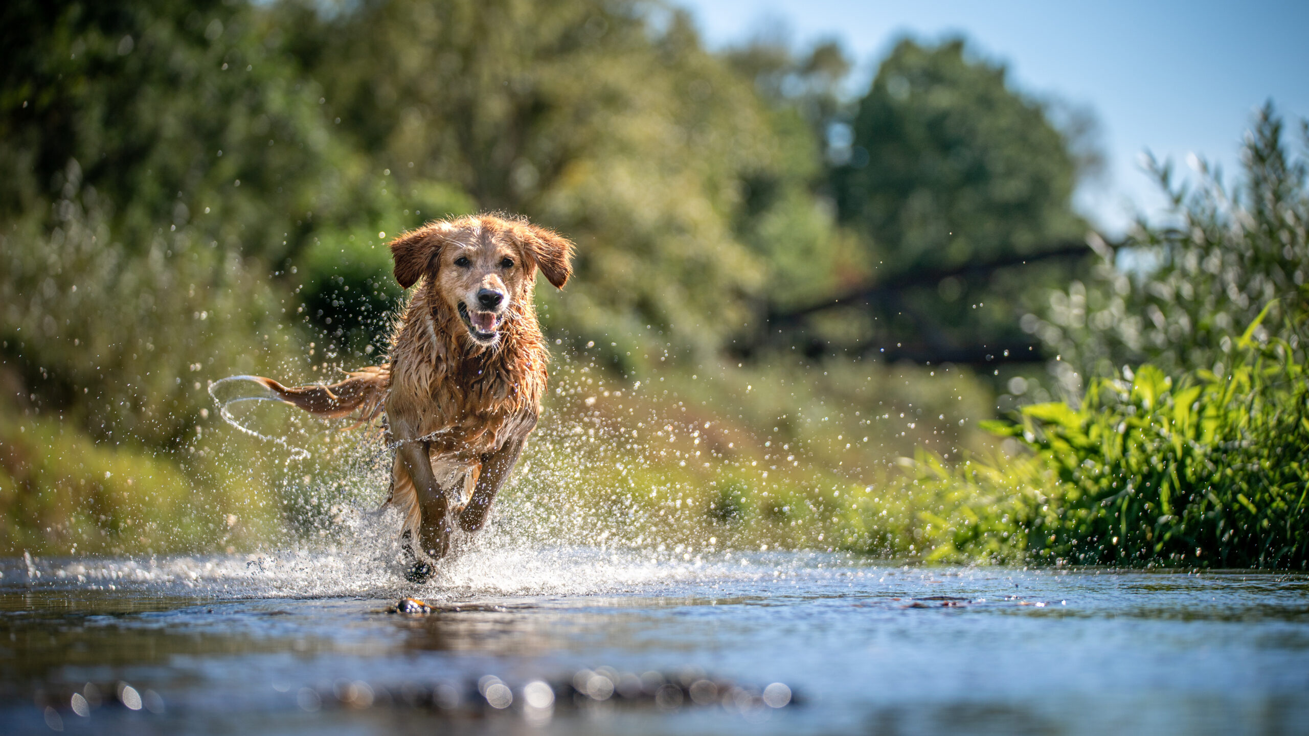 Cargill Dog Running 2 - Pet Food Supplement Cargill Dog Running 2 - Pet Food Supplement