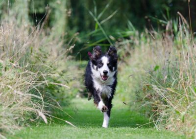 The Power of Postbiotics – Giving pets the best health support