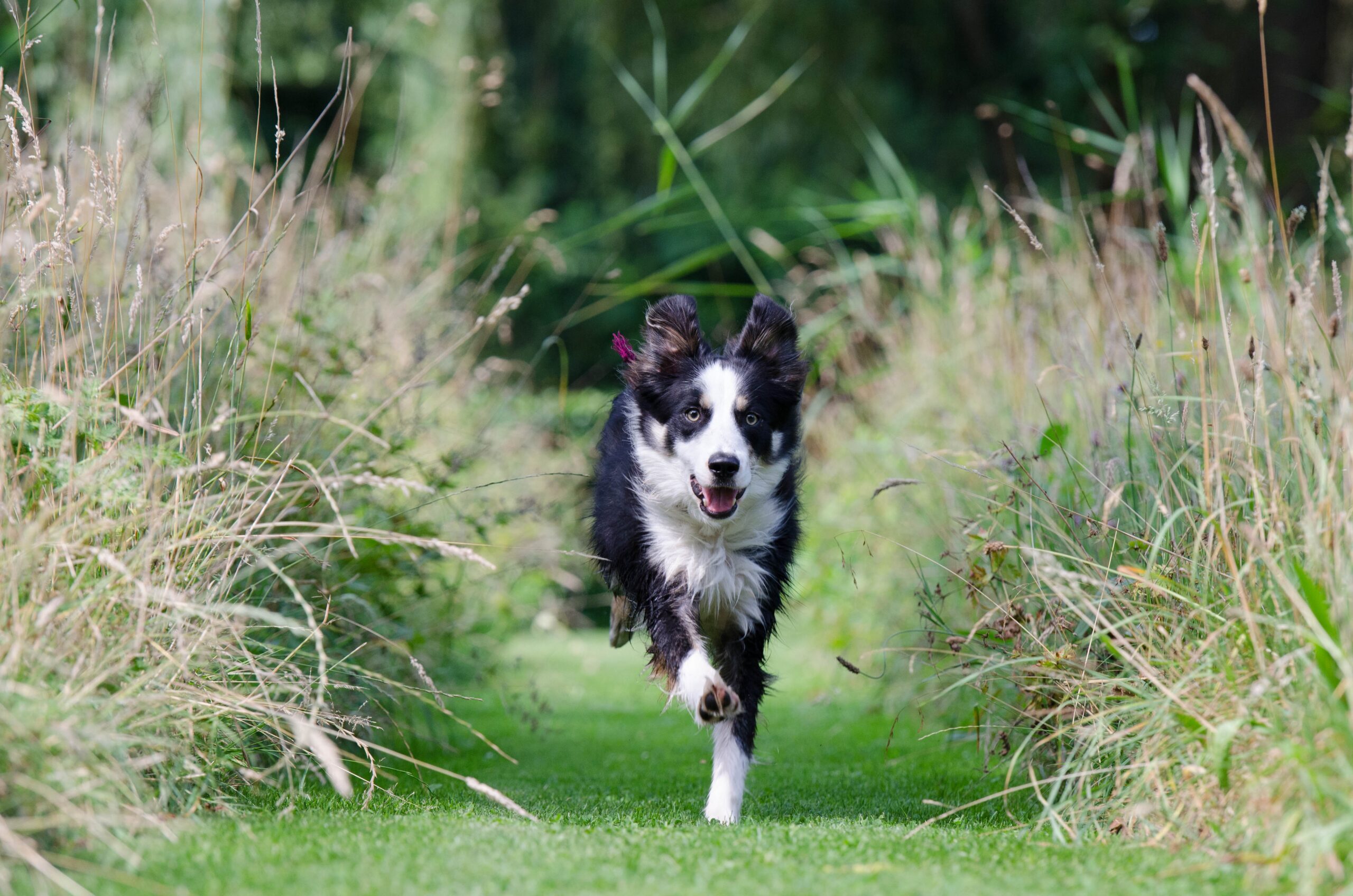 Cargill Dog Running - Pet Food Supplement